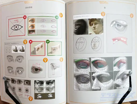スカルプターのための美術解剖学 スカルプターのための美術解剖学をレビュー！図解で理解する人体