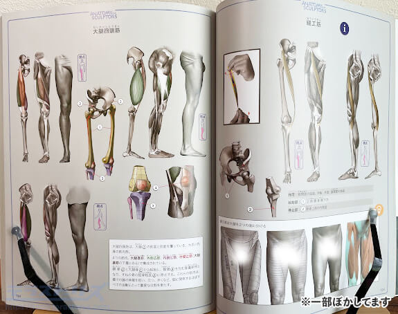 脚の人体構造
