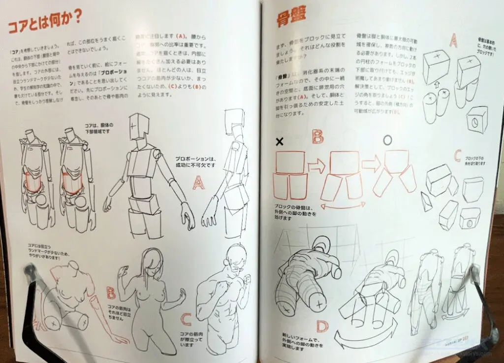 Figure Drawing 　美術　解剖図　遠近法　ドローイング　イラスト アーティストのための人体解剖学:ドローイングフォーム＆ポーズを