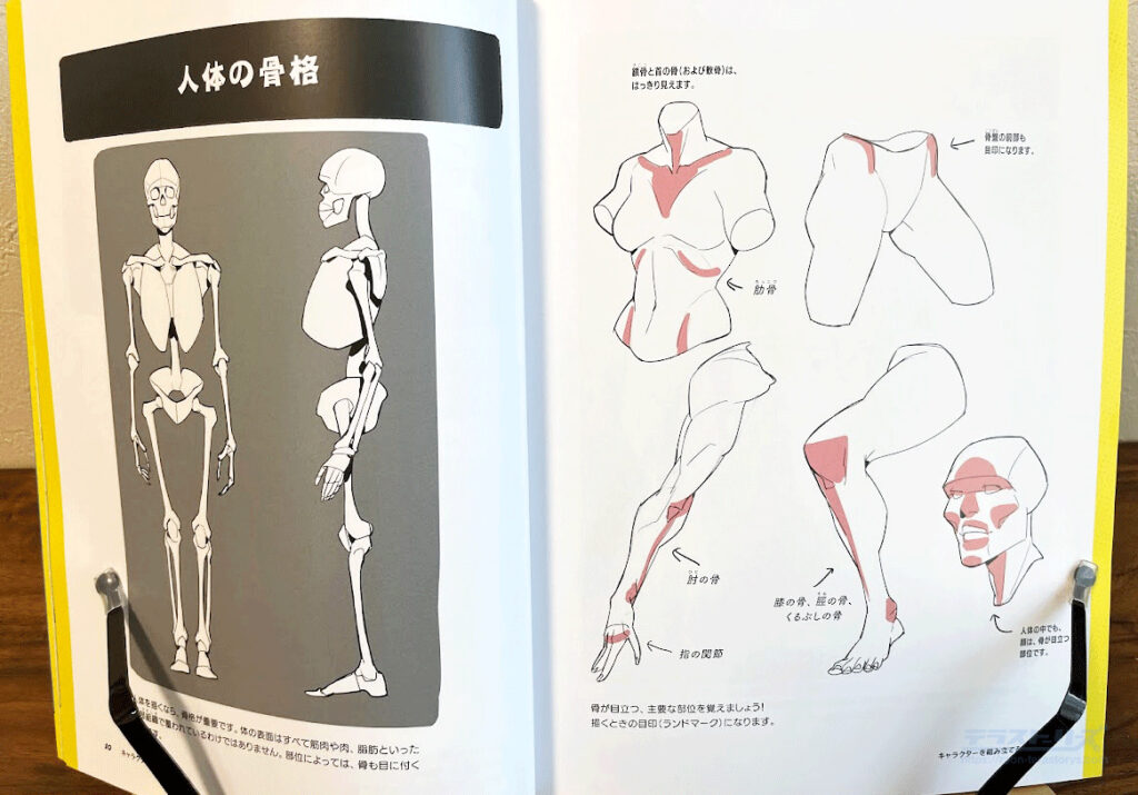 人体の骨格とランドマーク