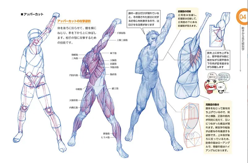 ソッカの美術解剖学ノート キム・ラッキの人体ドローイング キム・ラッキの人体ドローイング | Ohmsha
