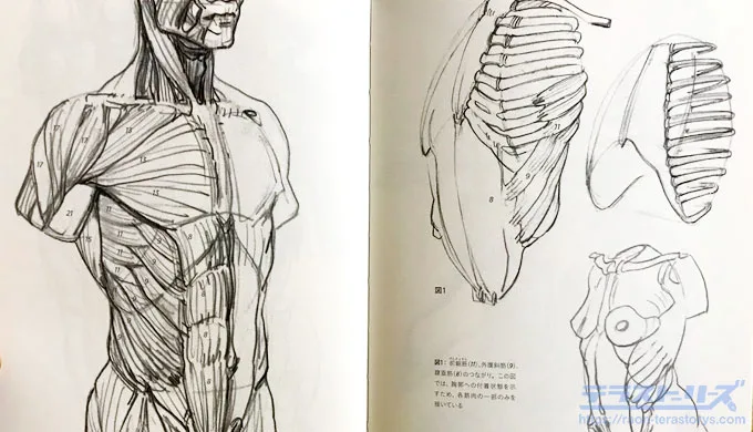 モルフォ人体デッサンをレビュー！初心者でも本格的に学びやすい図解本