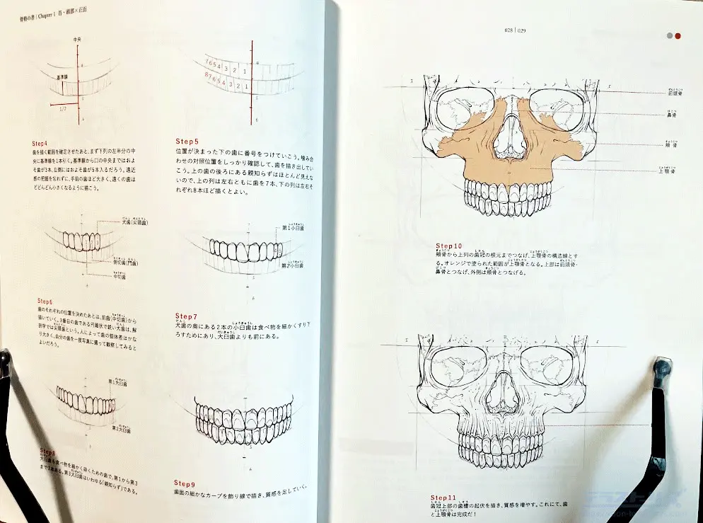 ☠️ガイコツ　医学教本　人体の骨格 ☠️ガイコツ 医学教本 人体の骨格 ☠️ガイコツ 医学教本 人体