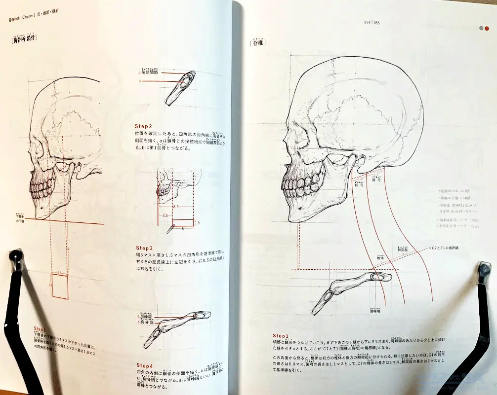 Amazon.co.jp: Jinmoioy 人間の骨格モデル 骨格標本 人体模型