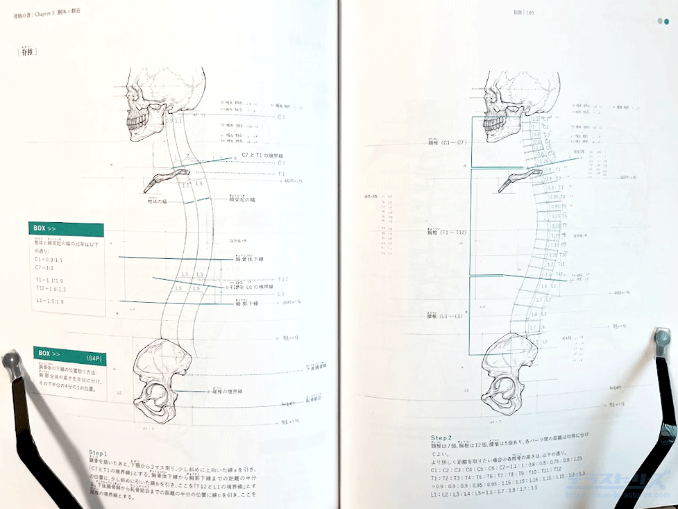 骨格の書-医学部解剖室の准教授が教える美術解剖学をレビュー！人体の