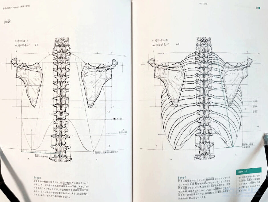 骨格の書-医学部解剖室の准教授が教える美術解剖学をレビュー!人体の骨の構造と描き方がわかる | テラストーリーズ