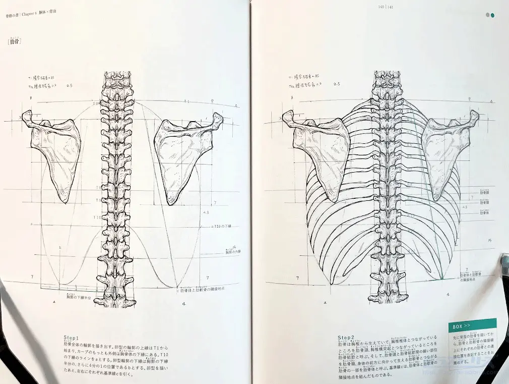 ☠️ガイコツ　医学教本　人体の骨格 ☠️ガイコツ 医学教本 人体の骨格