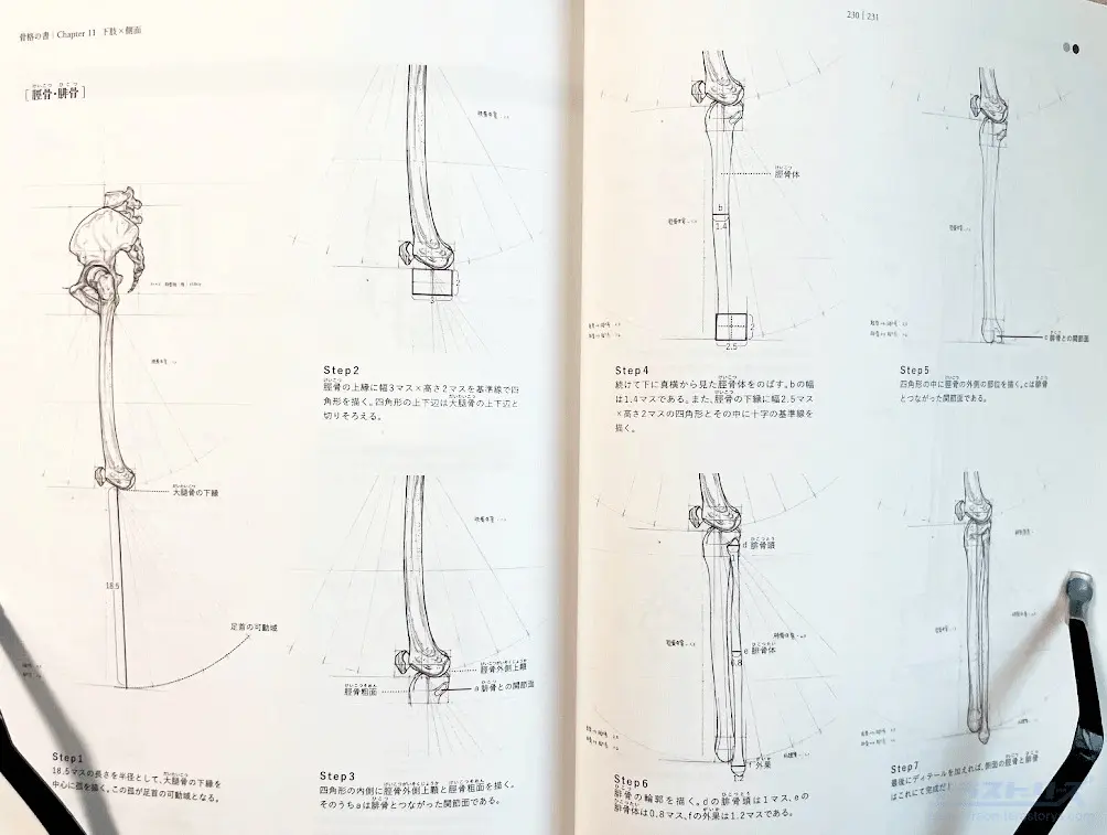 骨格の書-医学部解剖室の准教授が教える美術解剖学をレビュー！人体の