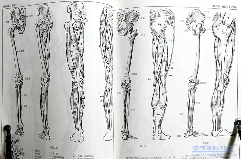 やさしい人物画 人体デッサン 美術解剖図 動物スケッチ 人物画 等12冊セット ルーミスのやさしい人物画をレビュー！絵の入門編として最適